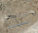 A 212-million-year-old leg bone encased in rock next to a tool